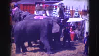 Ringling Brothers Sarasota Florida (1948): A Group Of Elephants And Girls Doing