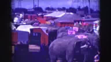 Ringling Brothers Sarasota Florida (1948): Elephants Are Standing In Line And Men