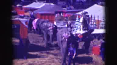 Ringling Brothers Sarasota Florida (1948): In The Circus The Elephants Are Going