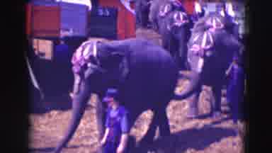 Ringling Brothers Sarasota Florida (1948): Herd Of Trained Elephants Being Guided