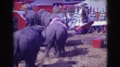Ringling Brothers Sarasota Florida (1948): Elephants With Pretty Purple Cloth Run
