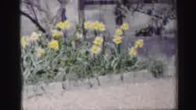 EDINBOURGH SCOTLAND-1952: A Deserted Street And Flower Bed With Beautiful Yellow