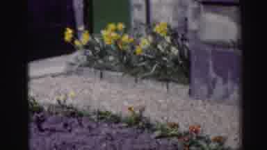 EDINBOURGH SCOTLAND-1952: Flowers Planted In Raised Beds In Rows Blowing In The Wind