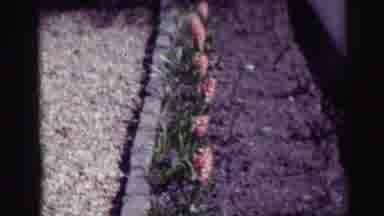 EDINBOURGH SCOTLAND-1952: Yellow Flowers Swaying In The Wind Outside On A Sunny Day