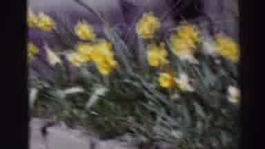Edinbourgh Scotland (1952): A Shot Of Beautiful Yellow Flowers Is Followed By A