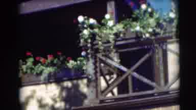 Pennington New Jersey (1954): Morning Glories Blooming On A Bright Sunny Day On A
