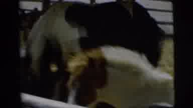 Pennington New Jersey (1955): Clown Waves At Boy Climbing Fence To Look At Horses