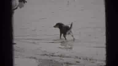 New York City (1956): Well Presentable Man In A Suit Taking His Dog To Play In The