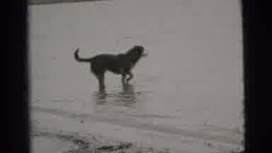 New York City (1956): Dog Standing In Water On The Beach Then Running Away Through