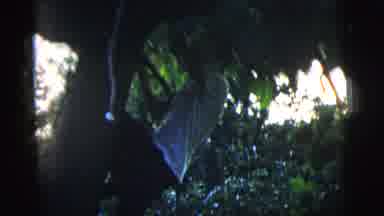 New York City (1958): Man Climbing Large Deciduous Tree With Many Leaves In The