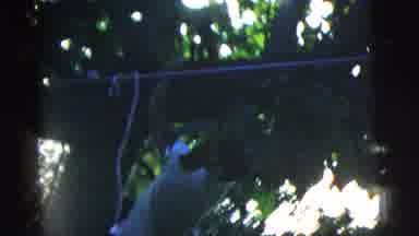 New York City (1958): Man In Tee Shirt And Pants Climbing Outside Tree Hangs Off