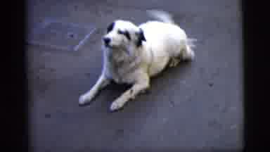 New York City (1958): Dog Wagging His Tail Laying On The Street And Looking Around