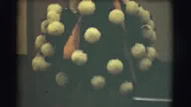 Saint Louis Missouri (1959): Man Looks At Wedding Flowers