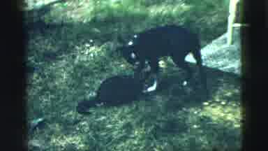 Camden New Jersey (1961): A Dog And A Cat Outside At Dusk Bright Flash Of