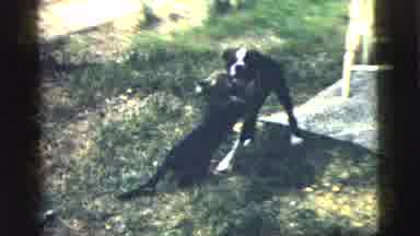 Camden New Jersey (1961): Cats And Dogs
