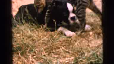 Camden New Jersey (1961): Unexpected Friends Of A Dog And Cat