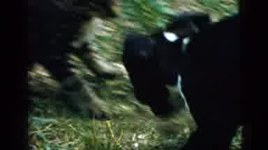 Camden New Jersey (1961): Cat And Dog Playing With Each Other