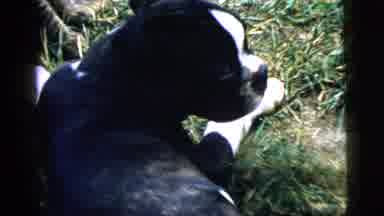 Camden New Jersey (1961): A Dog And Cat Is Playing In The Garden These Are Enjoyed
