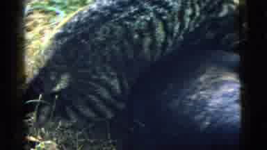 Camden New Jersey (1961): Two Animals Rumbling Around On The Ground Outside On A
