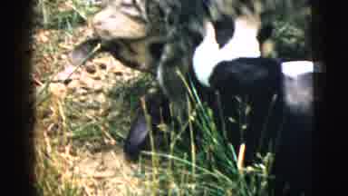 Camden New Jersey (1961): A Cat And A Dog Playing Outside Near A Girl Dressed In