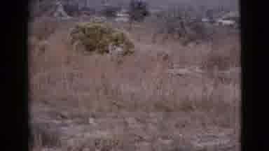 Cottonwood Arizona (1964): Village Vintage Time