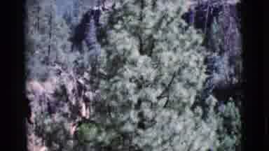 Cottonwood Arizona (1964): Large Green Tree On A Bright Sunny Day