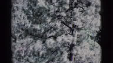 Cottonwood Arizona (1964): Panning Shot Of Trees Seemingly From A High Angle
