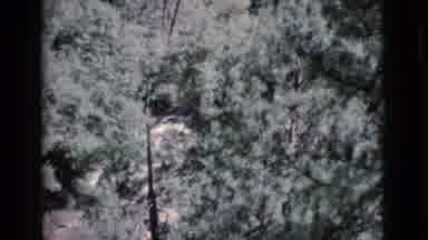 Cottonwood Arizona (1964): A Clip Of A Wooded Area