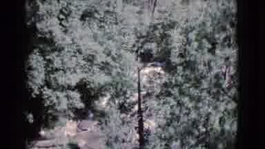 Cottonwood Arizona (1964): Trees Are Green And Lush And Are Enjoying Soaking Up