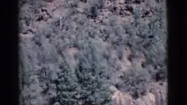 Cottonwood Arizona (1964): We Are Taking A Trip In The Woods With All Of The Green