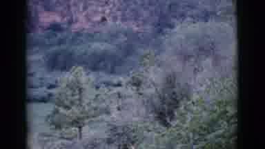 Cottonwood Arizona (1964): Man Taking Firewood Through The Forest To His House In
