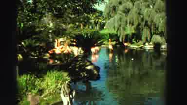 Reno Nevada (1969): Garden With Birds On A Lake In A Sunny Day Everything Is Green