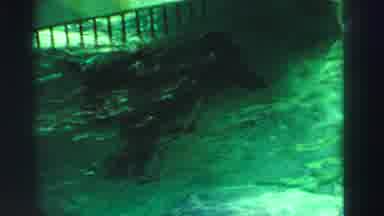Reno Nevada (1969): Seals In Water At The Zoo Swimming Around With People Watching