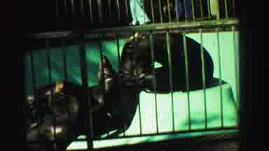 Reno Nevada (1969): Seals Swimming In Water Behind Iron Bars On A Bright Sunny Day