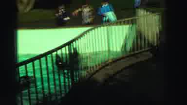 Reno Nevada (1969): Sea Lions Swimming In Pool Enclosure At Animal Park Visitors