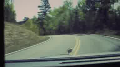 Grand Canyon Arizona (1972): Car With Hood Ornament Driving Along Curved Road