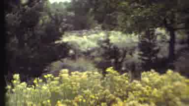 Grand Canyon Arizona (1972): Mysterious Animal Footage Possibly Dear Or Other 4