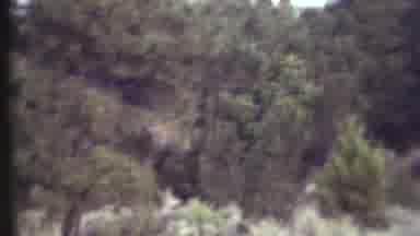 Grand Canyon Arizona (1972): Two Bucks Filmed Walking Through Dense Brush In