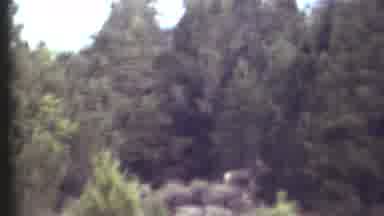 Grand Canyon Arizona (1972): Beautiful Forest Scene With Wandering Animals That