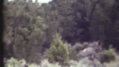 Grand Canyon Arizona (1972): Wild Deer Spotted Roaming Through A Forest
