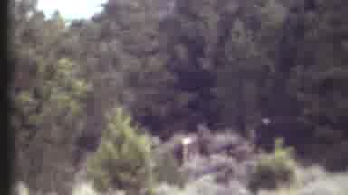 Grand Canyon Arizona (1972): Deer In Its Natural Habitat