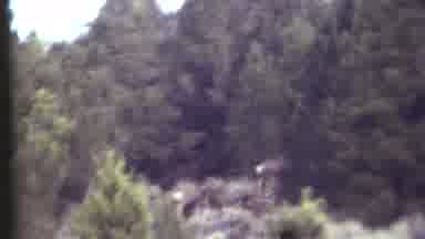 Grand Canyon Arizona (1972): Wild Animal Crossing The Trees On A Sunny Day And