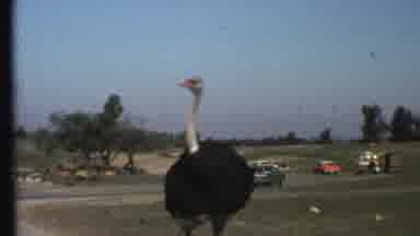 Grand Canyon Arizona (1972): A Close Up Of An Ostrich As Cars Pull Around An