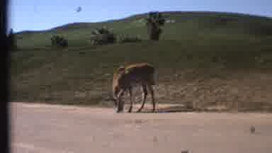 Grand Canyon Arizona (1972): A Donkey Or Horse Is Standing On A Road Next To A