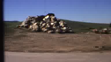 Grand Canyon Arizona (1972): Cattle On Undeveloped Land Next To A Road