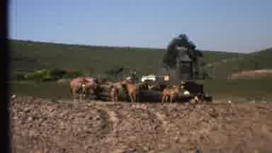 GRAND CANYON ARIZONA-1972: Wide Shot Of Cattle And Ostriches At Watering Hole