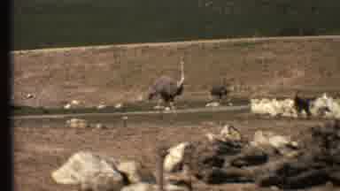 Grand Canyon Arizona (1972): An Ostrich And A Few Dears And Other Animals In A