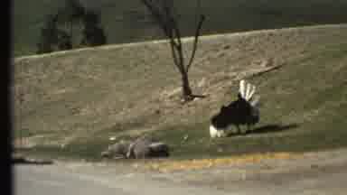 Grand Canyon Arizona (1972): An Outside Refuge Filled With Animals Walking Around