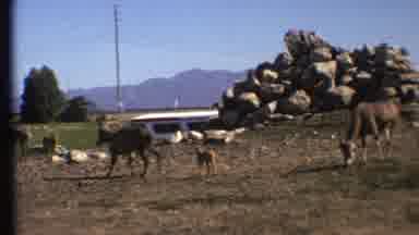 Grand Canyon Arizona (1972): Cows Roaming The Dirt Field Looking For Food And