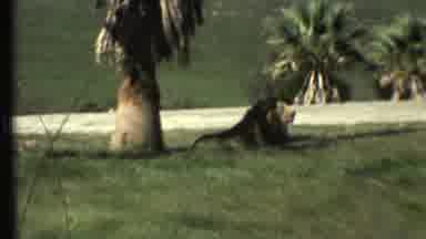 Grand Canyon Arizona (1972): Nature Safari With Beautiful Lions And Cubs On A Blue